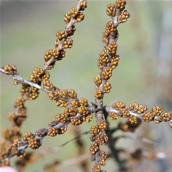 Hippophae_rhamnoides_Pollmix_2008_0407_q.jpg