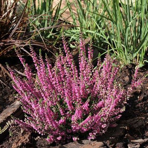 Calluna 'Allegro'