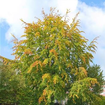 Fagus_sylvatica_2007_7289.jpg