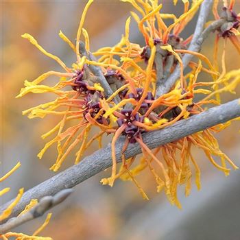 Hamamelis_intermedia_Jelena_2008_0190.jpg