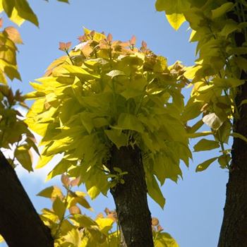 Catalpa_bignonioides_Aurea_2009_3088.jpg