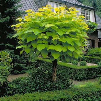 Catalpa_bignonioides_Aurea_2001_1393_a.jpg