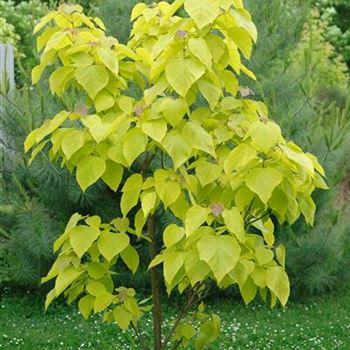 Catalpa_bignonioides_Aurea_2009_3468.jpg