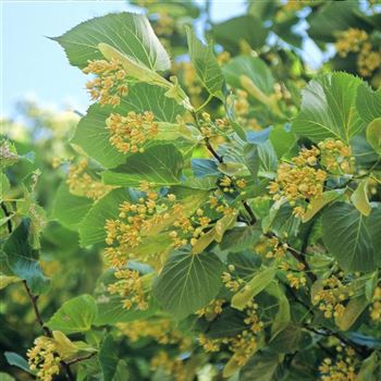 Tilia_platyphyllos_1998_3422.jpg