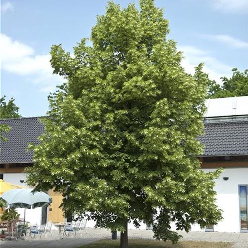 Tilia platyphyllos