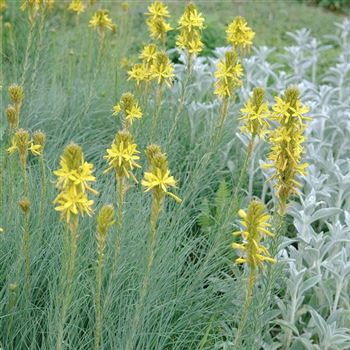 Asphodeline_lutea_HRM_Q2.jpg