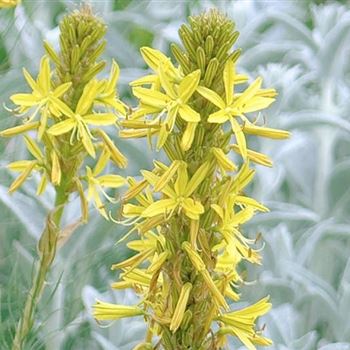 Asphodeline_lutea_HRM_Q1.jpg