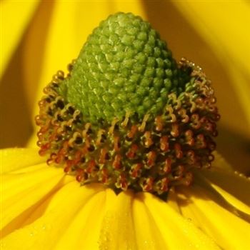 Rudbeckia_nitida_Herbstsonne_HRM_Q1.jpg