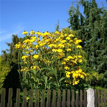 Rudbeckia_nitida_Herbstsonne_HRM_Q3.jpg