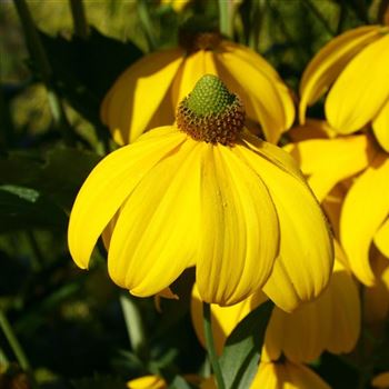 Rudbeckia_nitida_Herbstsonne_HRM_Q2.jpg