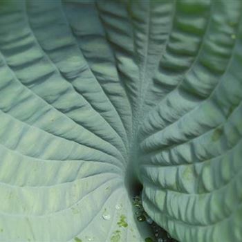 Hosta_sieboldiana_Elegans_GR_R4.JPG