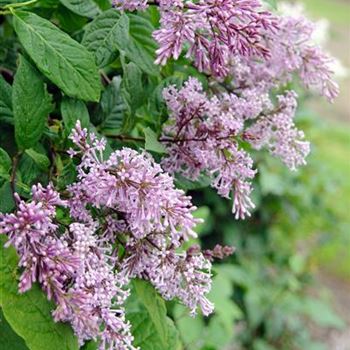 Syringa_×_swegiflexa_2008-3252.jpg