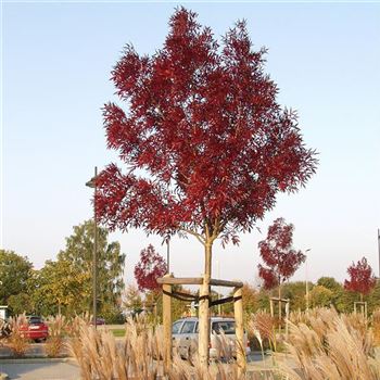 Fraxinus_angustifolia_Raywood_2005_5182_q.jpg