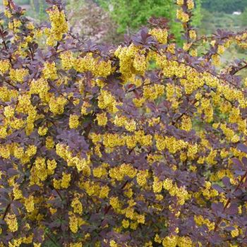 Berberis_ottawensis_Superba_2005_1227.jpg