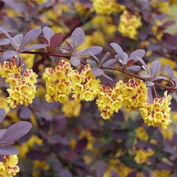 Berberis_ottawensis_Superba_2005_1233.jpg