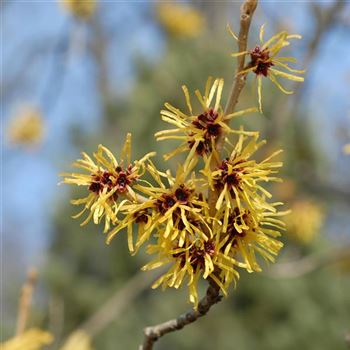 Hamamelis_mollis_2006_0274_q.jpg