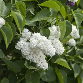 Syringa_vulgaris_Mme_Lemoine_2009_2209.jpg