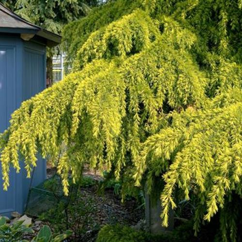 Cedrus deodara 'Golden Horizon'