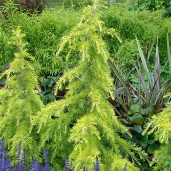 Cedrus_deodara_Golden_Horizon_2009_3060.jpg