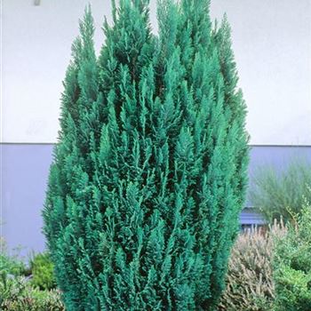 Chamaecyparis_lawsoniana_Ellwoodii_2002_1301.jpg