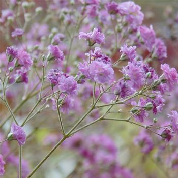 Gypsophila_paniculata_Flamingo_WI_Q1.jpg