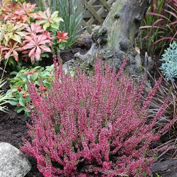 Calluna_vulgaris_Rosita_S_Gardengirls_EU_25434_1S1B0716.JPG