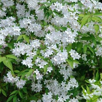 Deutzia_kalmiiflora_2009_2500.jpg