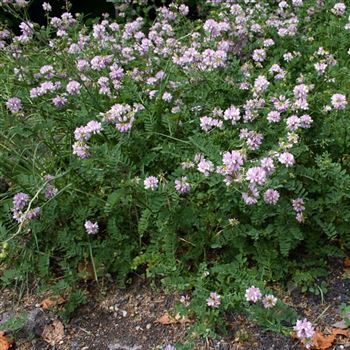 Coronilla_varia_HRM_Q3.jpg