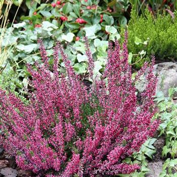 Calluna_vulgaris_Amethyst_S_1S1B2858.JPG