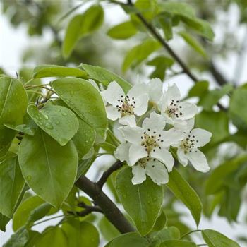 Pyrus_communis_2006_0467.jpg