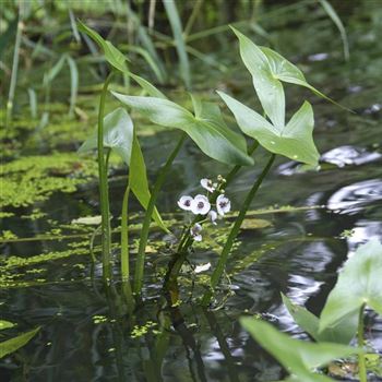 Sagittaria_sagittifolia_HRM_Q2.jpg