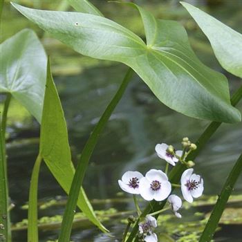 Sagittaria_sagittifolia_HRM_Q1.jpg