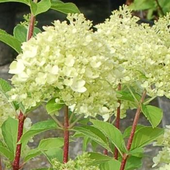 Hydrangea_paniculata_Grandiflora_GR_Q1.jpg