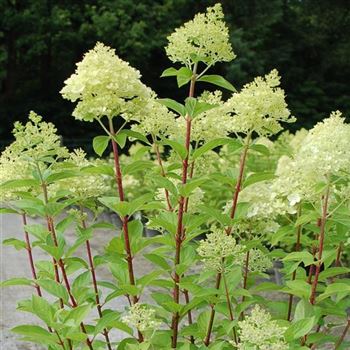 Hydrangea_paniculata_Grandiflora_GR_Q2.jpg