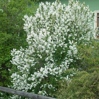 Exochorda_racemosa_2008_1821.jpg