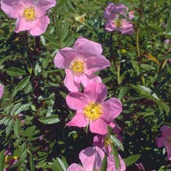 Rosa_nitida_1999_3034.jpg