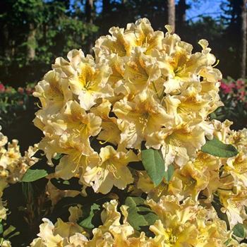 Rhododendron_Bernstein_2000_0495.jpg