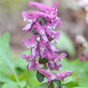 Corydalis_cava_HRM_Q1.jpg