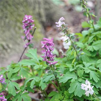 Corydalis_cava_HRM_Q2.jpg