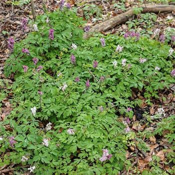 Corydalis_cava_HRM_Q3.jpg