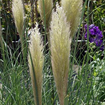 Cortaderia_selloana_Pumila_HRM_Q1.jpg