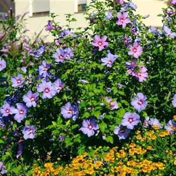 Hibiscus_syriacus_Oiseau_Bleu_2008_6766.jpg