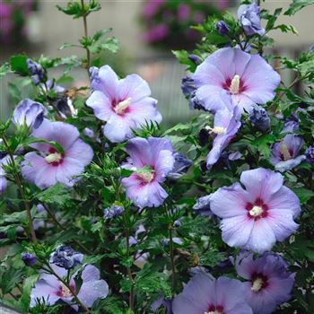 Hibiscus_syriacus_Oiseau_Bleu_2007_5173.jpg