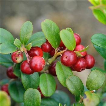 Vaccinium_vitis_idaea_2006_4568_q.jpg