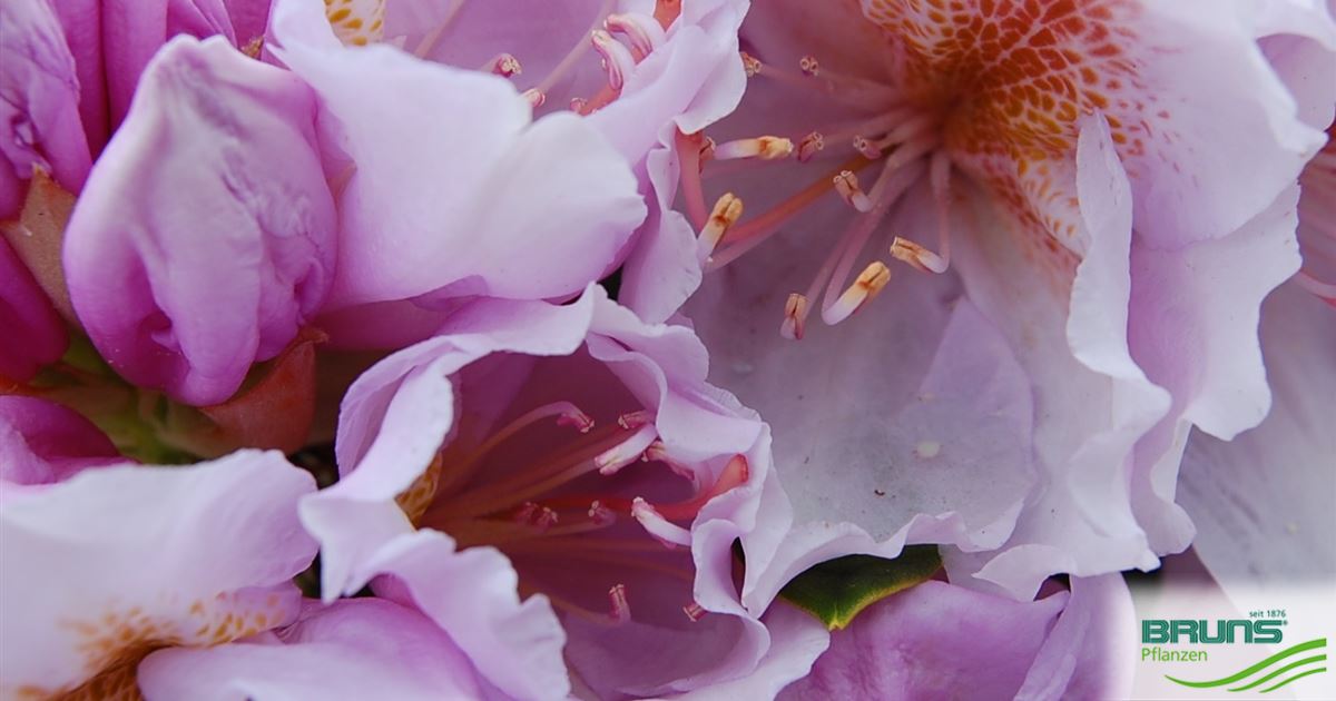 Rhododendron 'Christina Rau' von Bruns Pflanzen