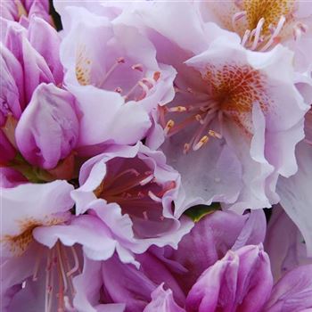 Rhododendron_Christina_Rau_q.jpg