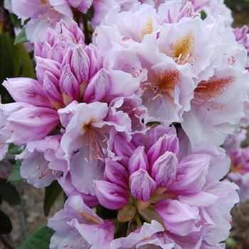 Rhododendron_Christina_Rau.JPG