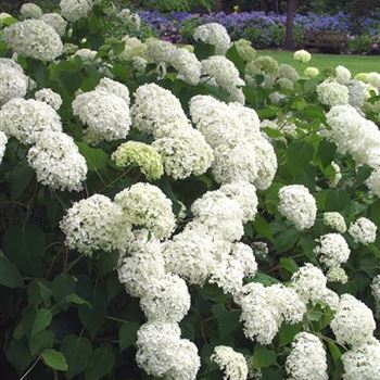 Hydrangea_arborescens_Grandiflora_2005_3642.jpg