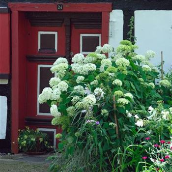 Hydrangea_arborescens_Grandiflora_2007_4314.jpg