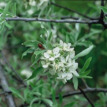 Pyrus_salicifolia_2003_0118.jpg